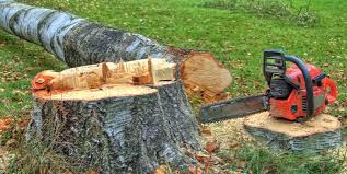 Reliable Pine Bush, NY Tree Services Solutions