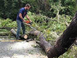 Best Lawn Maintenance Plans  in Pine Bush, NY