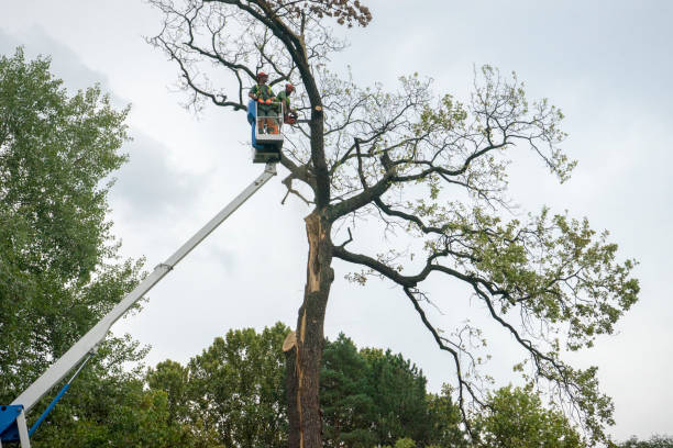 Best Leaf Removal  in Pine Bush, NY