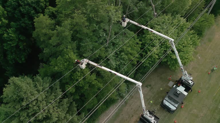 Best Tree Preservation Services  in Pine Bush, NY