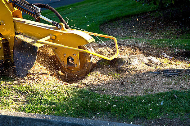 Best Utility Line Clearance  in Pine Bush, NY
